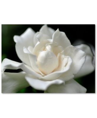 Trademark Global - Kurt Shaffer Lovely Gardenia 35" x 47" Canvas Art Print